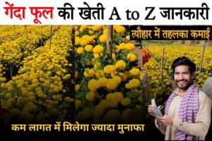 Gende Ki Kheti से कम लागत में मिलेगा ज्यादा मुनाफा, जानिए कैसे बन सकते हैं लखपति