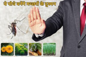 Mosquitoe Garden Tips: ये पौधे बनेंगे मच्छरों के दुश्मन, डेंगू-मलेरिया से बचाव के लिए आज ही लगाएं