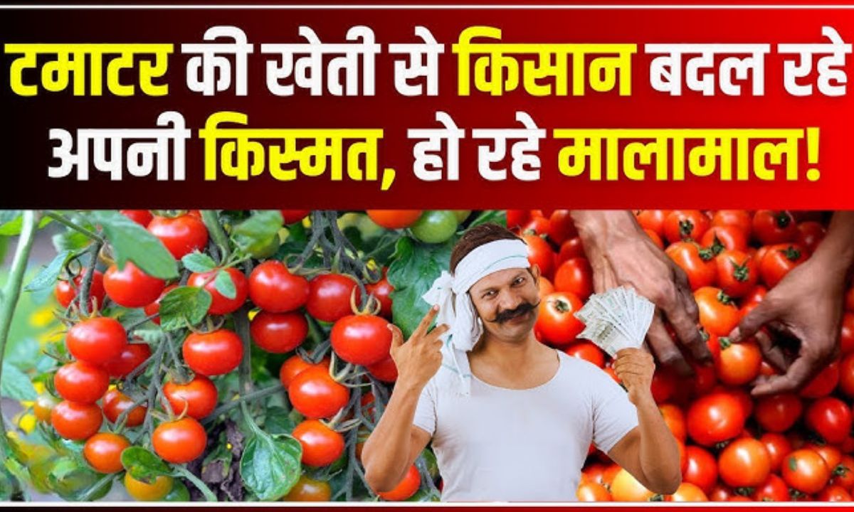 टमाटर की खेती