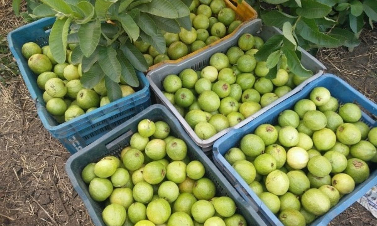 अमरूद के पेड़ के लिए युक्तियाँ