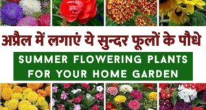 Summer Plants For Home Garden: तेज़ धूप में भी महकते रहेंगे ये 5 पौधे, गर्मियों में भी बगिया दिखेगी रंग-बिरंगी